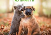 БЕЗНАДЗОРНЫЕ ЖИВОТНЫЕ