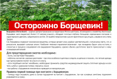 Информационные материалы о вреде борщевика