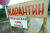 Очаг распространения вируса африканской чумы свиней локализован в городском округе Истра
